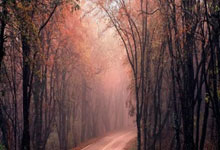 森林舞会:齊藤光毅租借加盟英冠女王公園巡遊者.